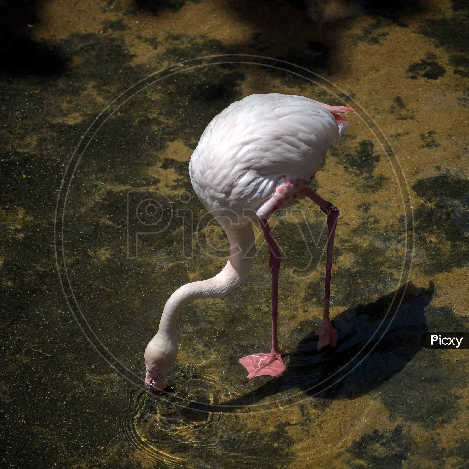 Greater Flamingo (Phoenicopterus Roseus) At The Bioparc Fuengirola