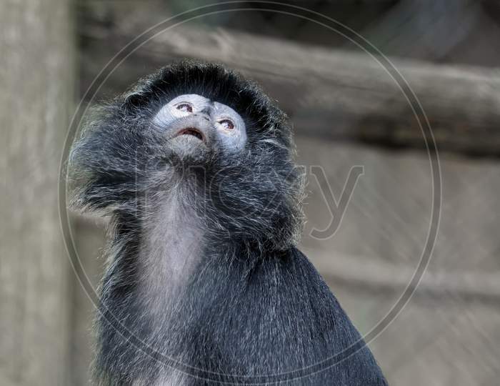Black-Capped Capuchin Monkey (Cebus Apella)