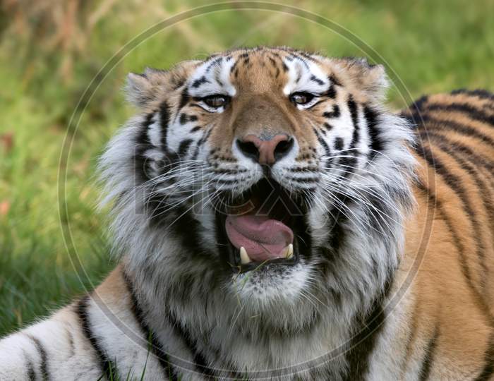 Siberian Tiger (Panthera Tigris Altaica)