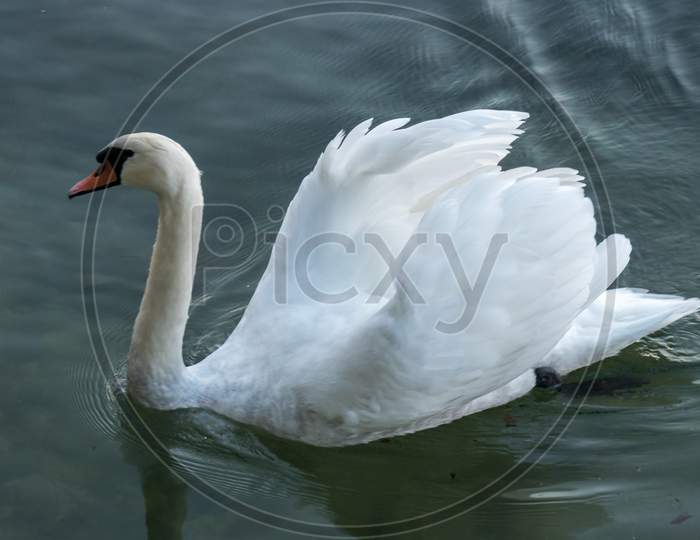 Swan On Lake Maggiore Piedmont Italy