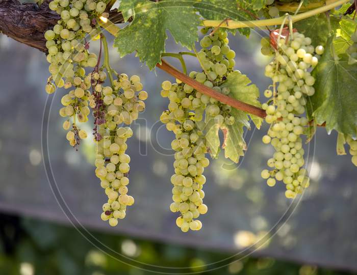Bunches Of Grapes Ripening In The Sun In Italy