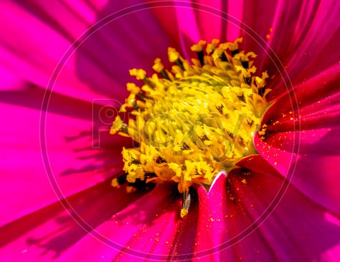 Close-Up View Of A Pink And Yellow Cosmos Flower