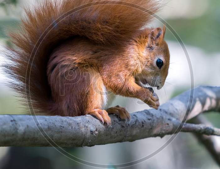 Eurasian Red Squirrel (Sciurus Vulgaris)