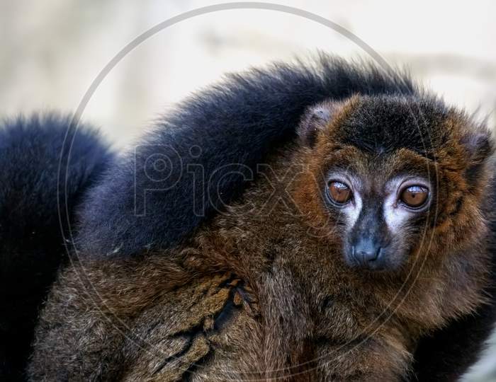Wide Eyed Black Lemur (Eulemur Macaco) Looking Alert