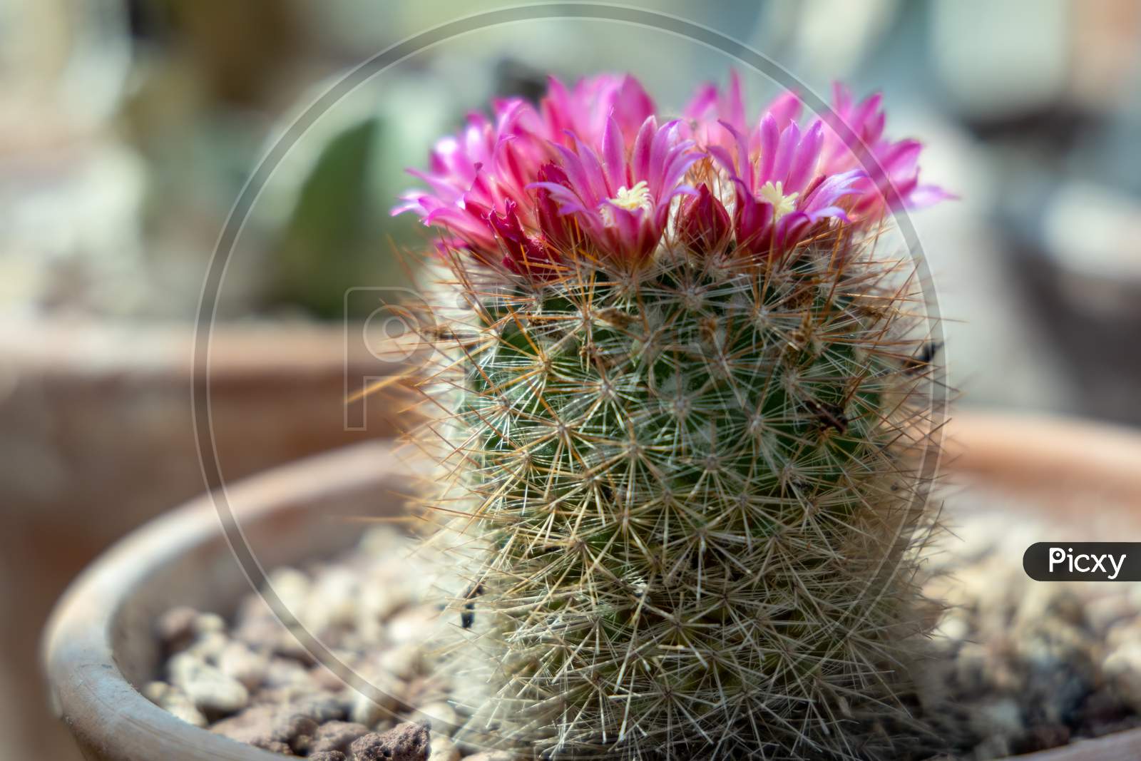 Cactus Growing In A Terracotta Pot With Pink Flowers