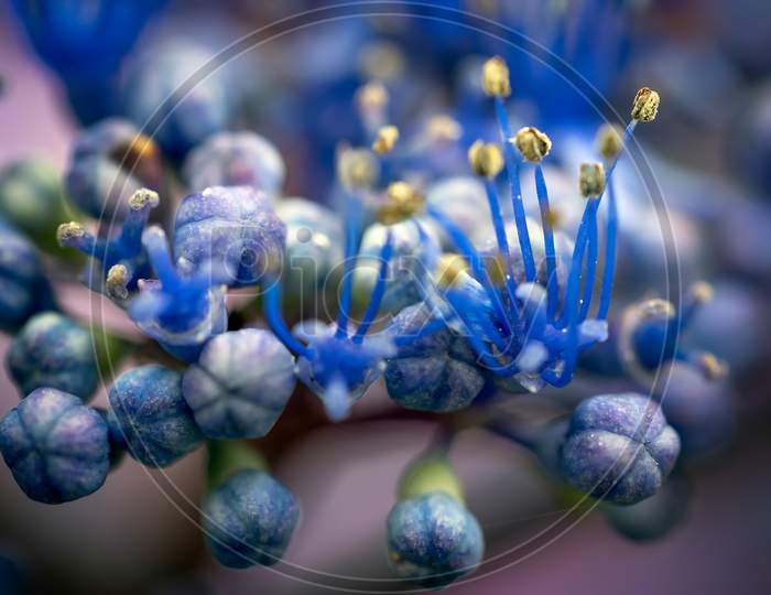 Blue Hydrangea Buds