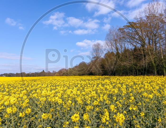 Rapeseed (Brassica Napus) Flowering In The East Sussex Countryside Near Birch Grove