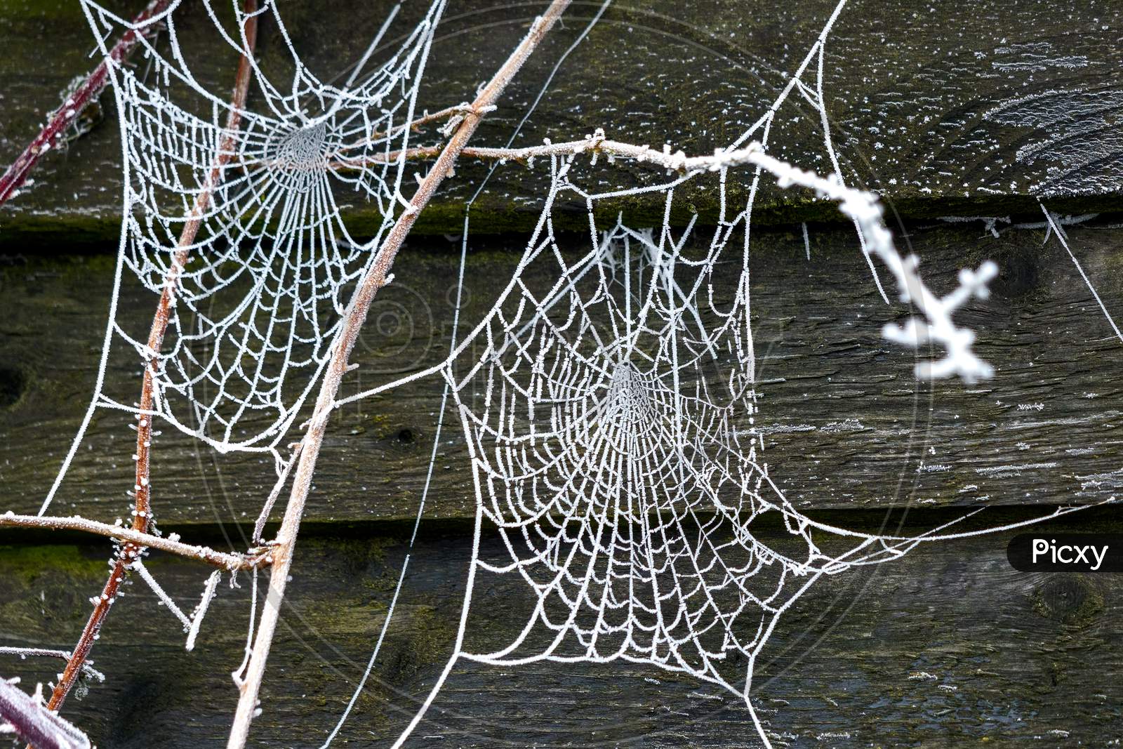 Spiders Web Glistening With Hoar Frost On A Winters Morning