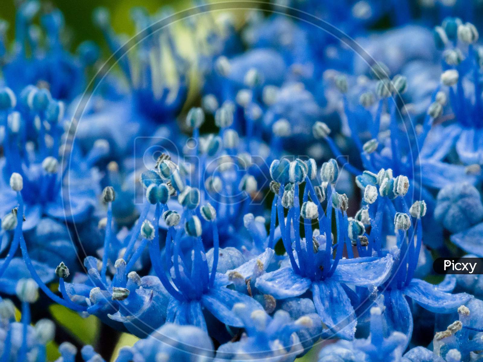 Close-Up Of A Blue Hydrangea