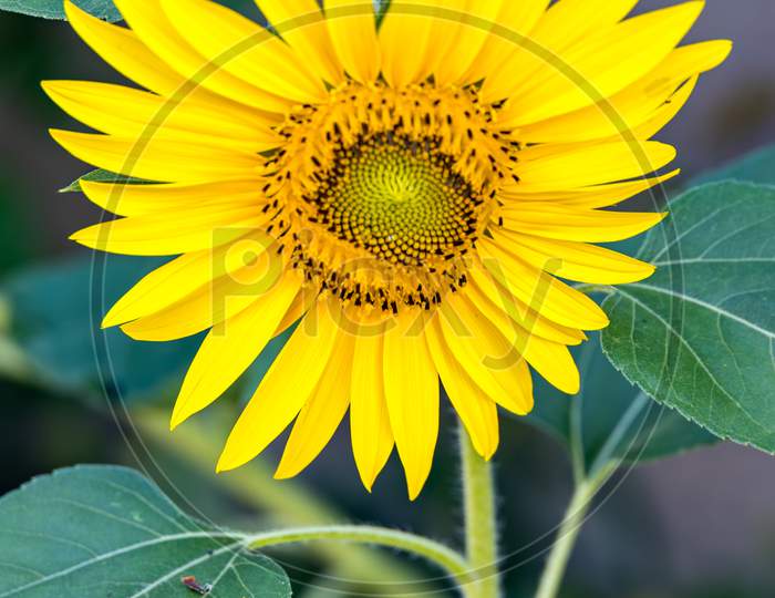 Sunflower Blooming In A Garden In Italy