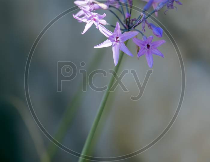African Lily (Agapanthus Praecox Willd) Flowering On The Shore Of Lake Iseo In Italy