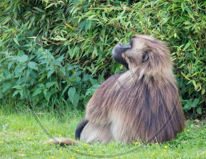 Gelada Baboon (Theropithecus Gelada) Sitting On The Grass