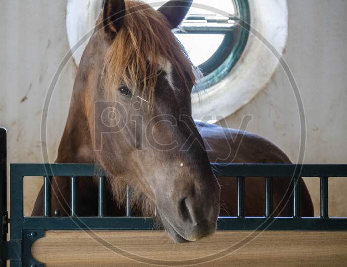 Ronda, Andalucia/Spain - May 8 : Horse In A Stable On A Farm Near Ronda Spain On May 8, 2014