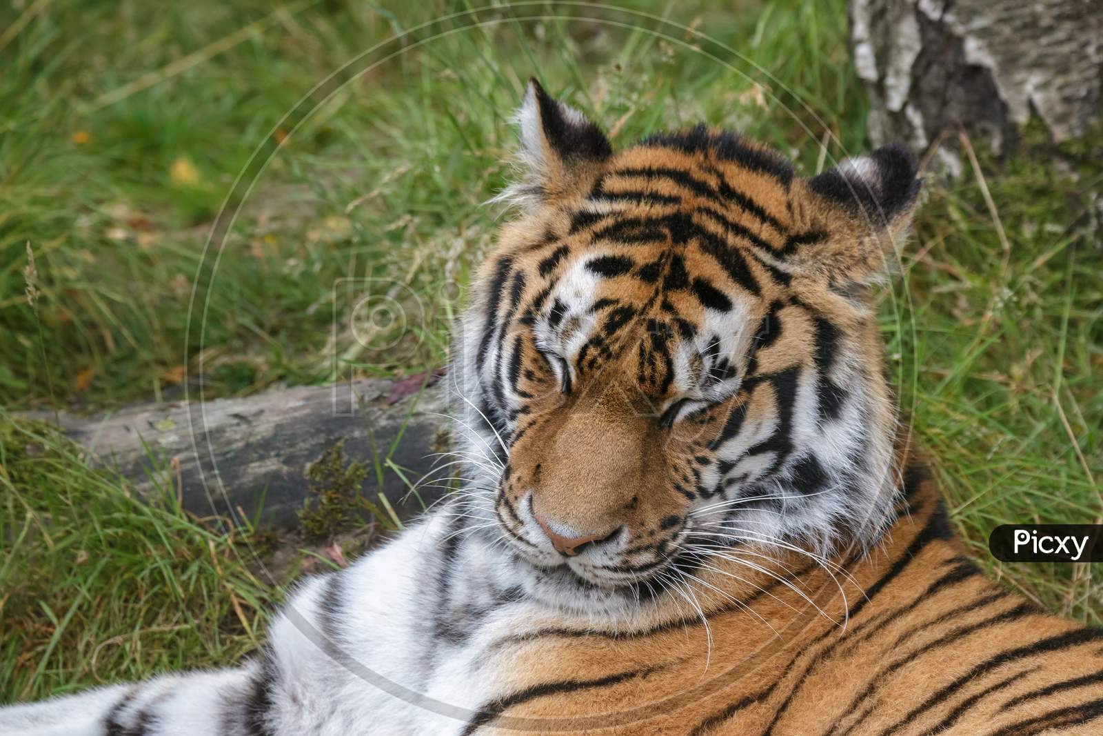 Siberian Tiger (Panthera Tigris Altaica) Or Amur Tiger Laying In The Grass