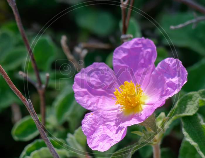 Cretan Rock Rose (Cistus Creticus L.)