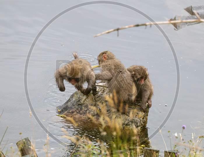 Three Japanese Macaques (Macaca Fuscata) Playing Together