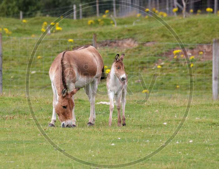 Przewalski Horse (Equus Ferus Przewalskii) And Foal