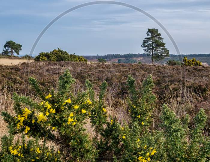 View Of The Ashdown Forest In Winter