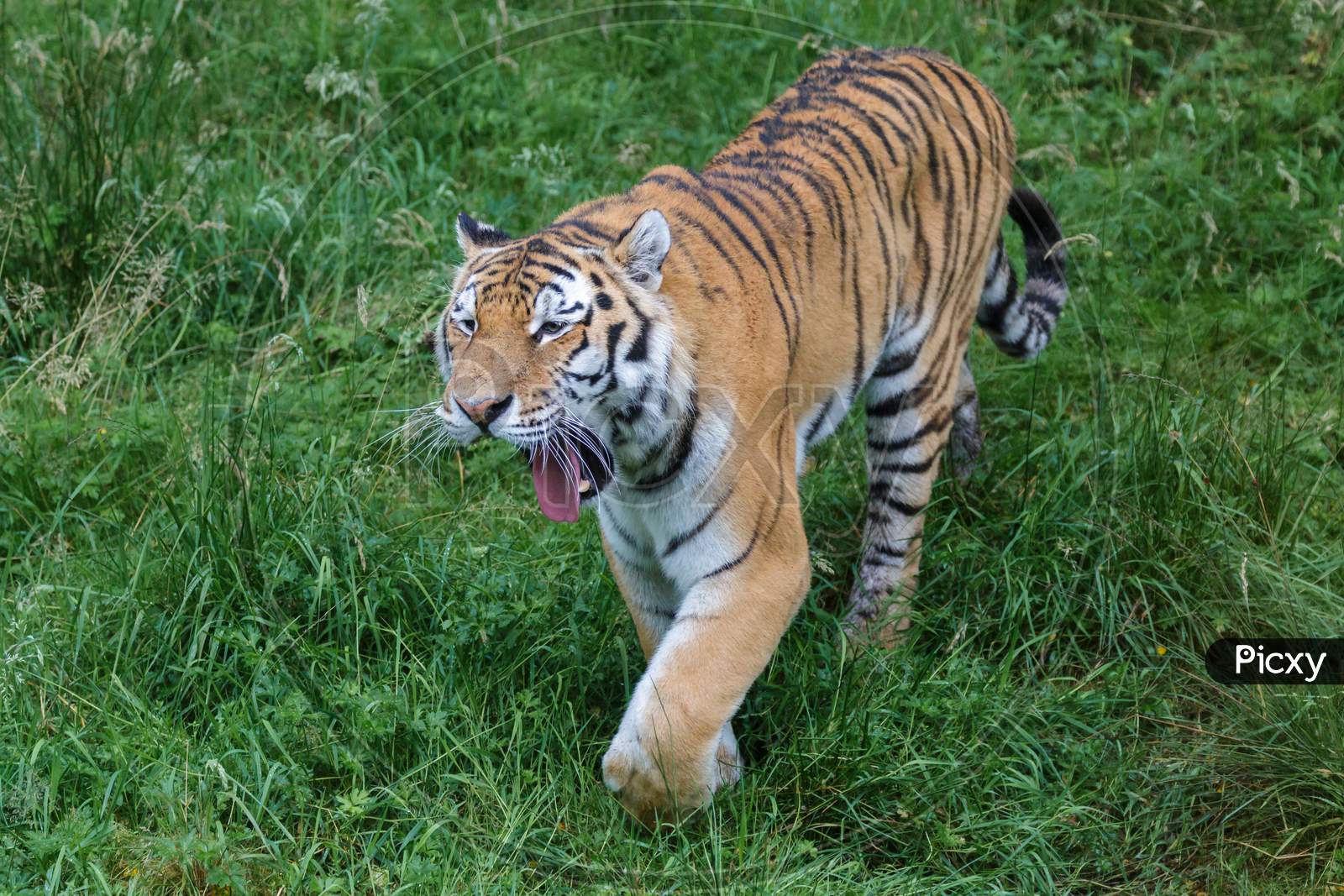 Siberian Tiger (Panthera Tigris Altaica) Or Amur Tiger