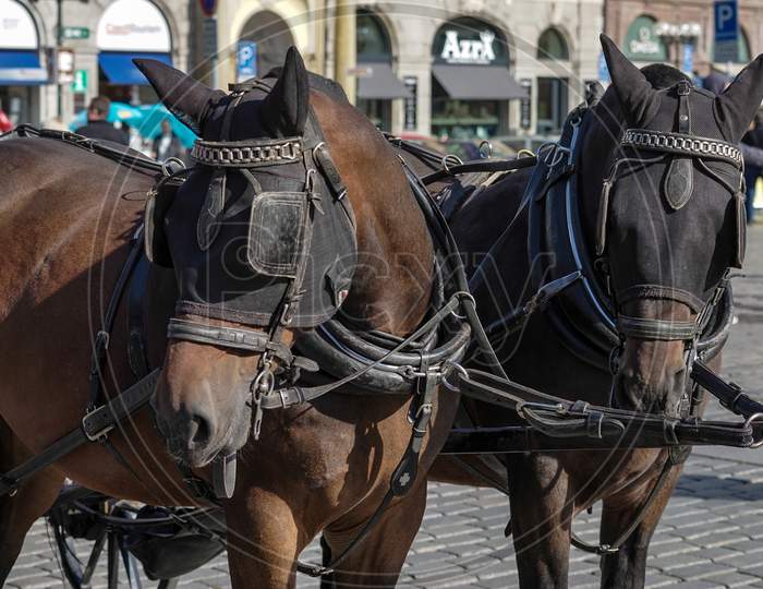 Horses In The Old Town Square In Prague