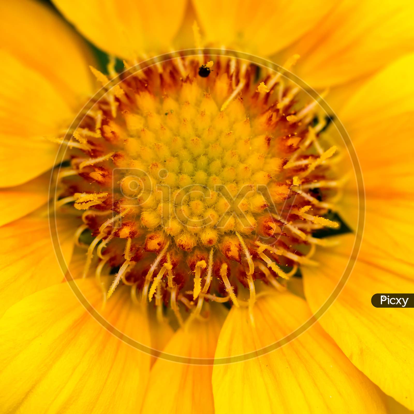 Close-Up View Of A Yellow Gazania Flower
