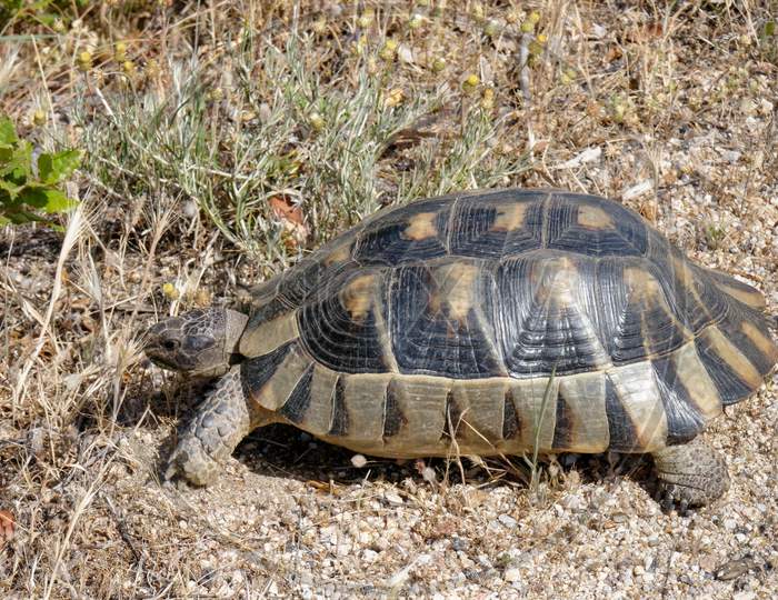 Image of Sardinian Marginated Tortoise (Testudo Marginata)-KU028335-Picxy