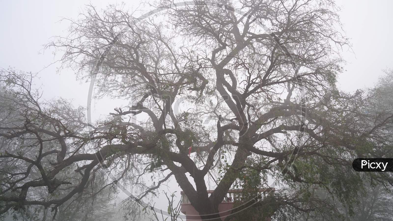 Desert Tree Branches In Cold Foggy Mist. Dramatic Sky With Old Mysterious Tree.