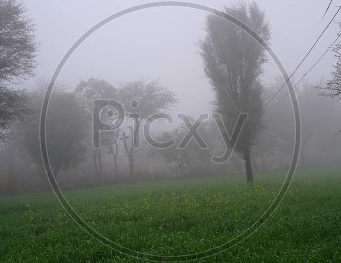 Mist Over The Green Trees In A Green Field Of Barley Or Jau Crops. Foggy Morning Landscape.