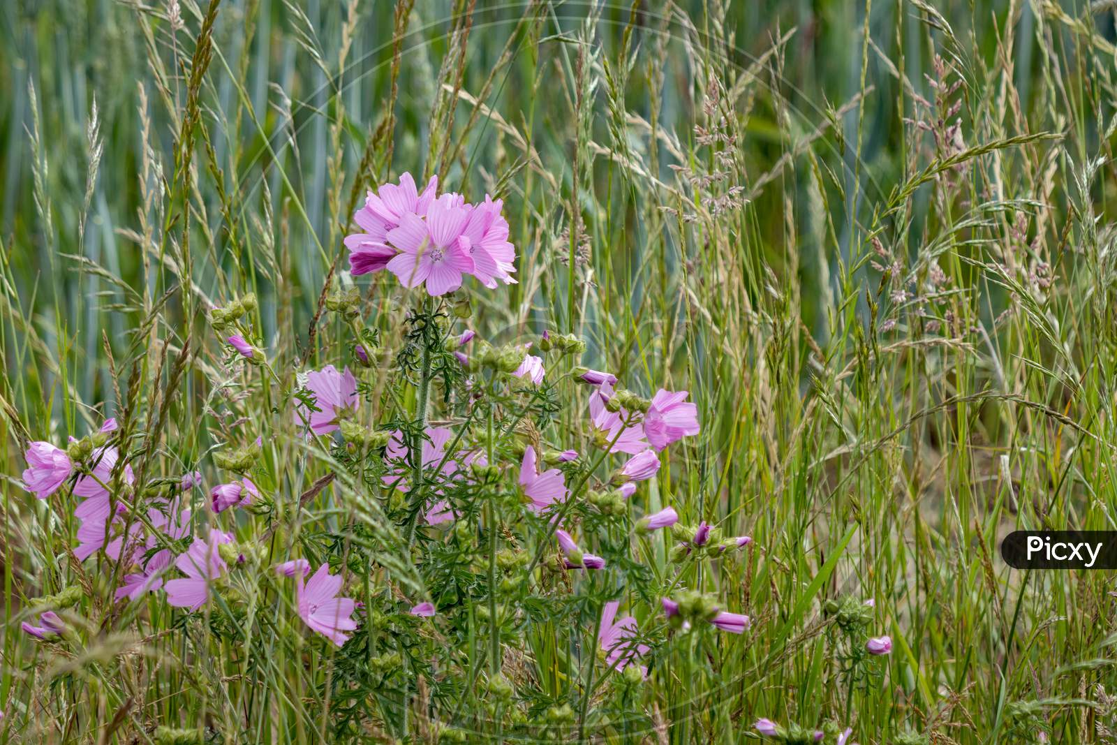 Wild Hollyhock (Alcea Rosea) Flowers. A Pink Plant In The Mallow Family (Malvaceae) Flowering In Summertime.