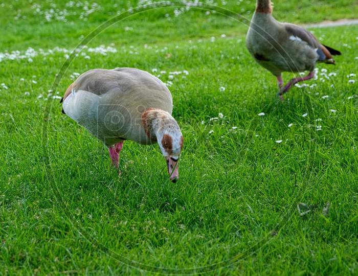 Egyptian Geese (Alopochen Aegyptiacus) Wandering Through The Grass