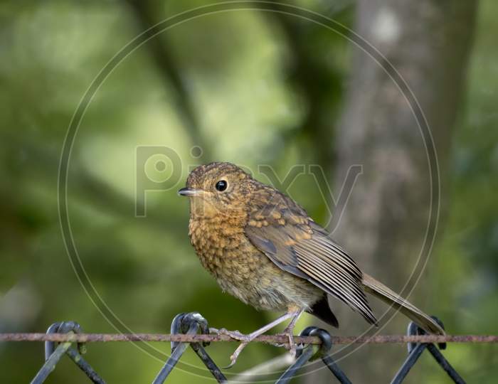 Juvenile Robin Perched On A Wire Fence