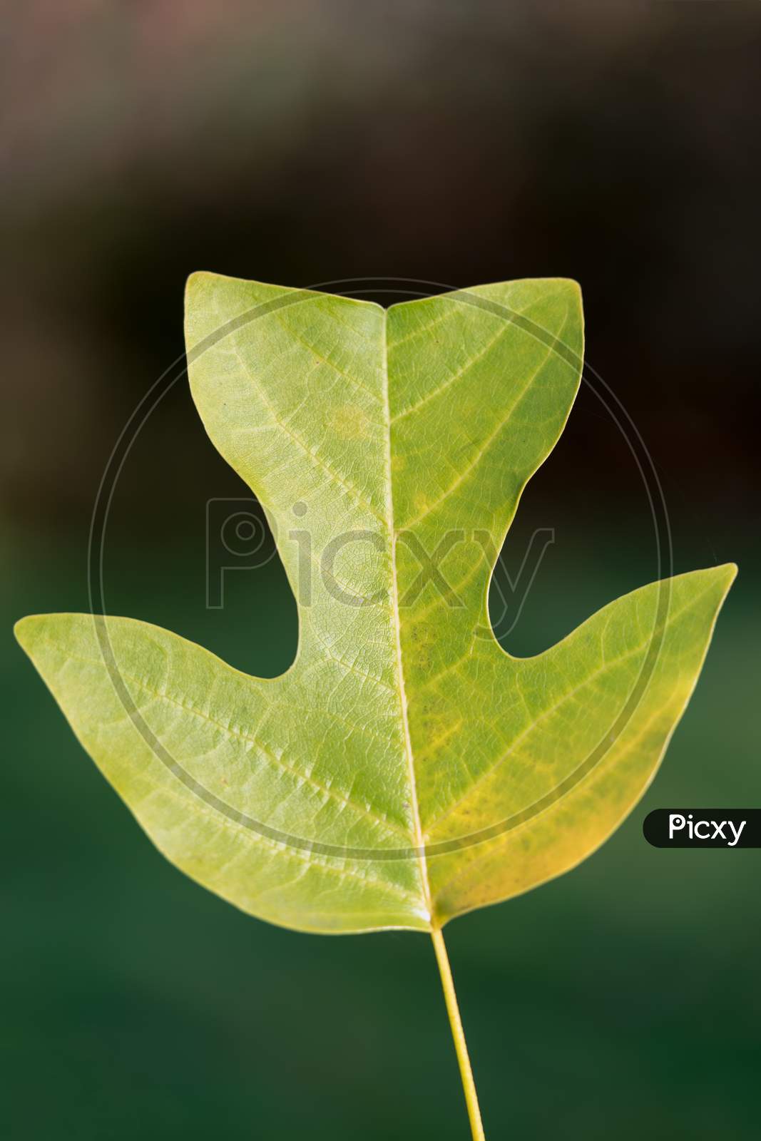Tulip Tree (Liriodendron Tulipiferain) Leaf