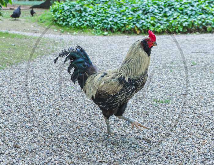 Istanbul, Turkey - May 29 :  Chicken Wandering Freely Around The Grounds Of Dolmabache Palace And Museum In Istanbul Turkey On May 29, 2018