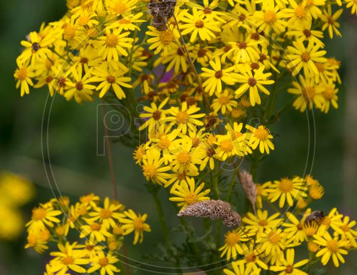 Common Ragwort (Jacobaea Vulgaris) Flowering Near Ardingly Reservoir In Sussex
