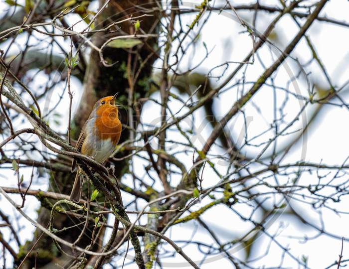 Robin Singing In A Tree On An Autumn Day