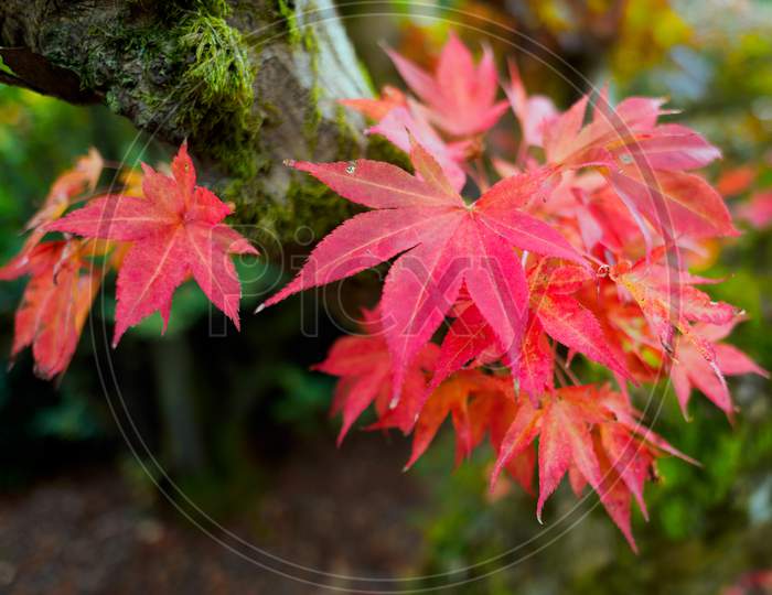 Japanese Maple (Acer Palmatum) In Autumn Colours
