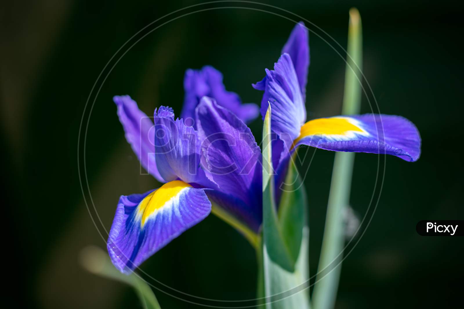 Iris Flower Blooming  In Springtime In An English Garden