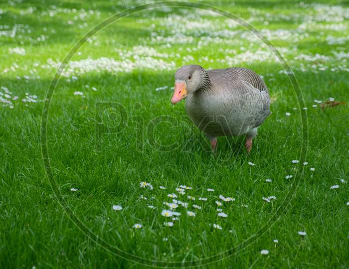 A Greylag Goose (Anser Anser) Wandering Through The Grass