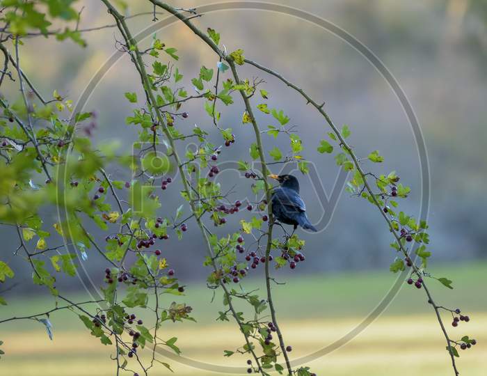 Blackbird (Turdus Merula) In A Hawthorn Tree Eating Berries