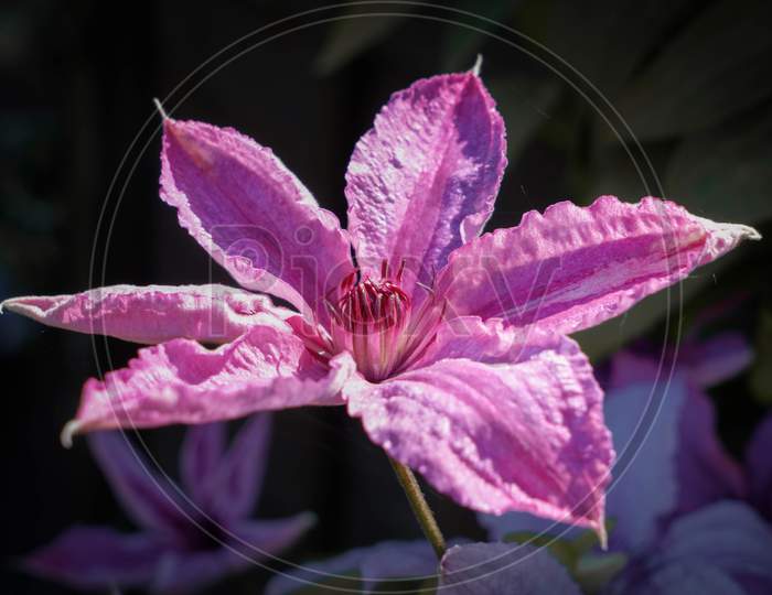 Pink Clematis Flower Against A Dark Background
