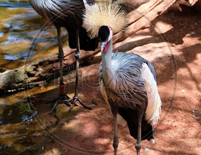 Fuengirola, Andalucia/Spain - July 4 : Black Crowned Cranes At The Bioparc In Fuengirola Costa Del Sol Spain On July 4, 2017