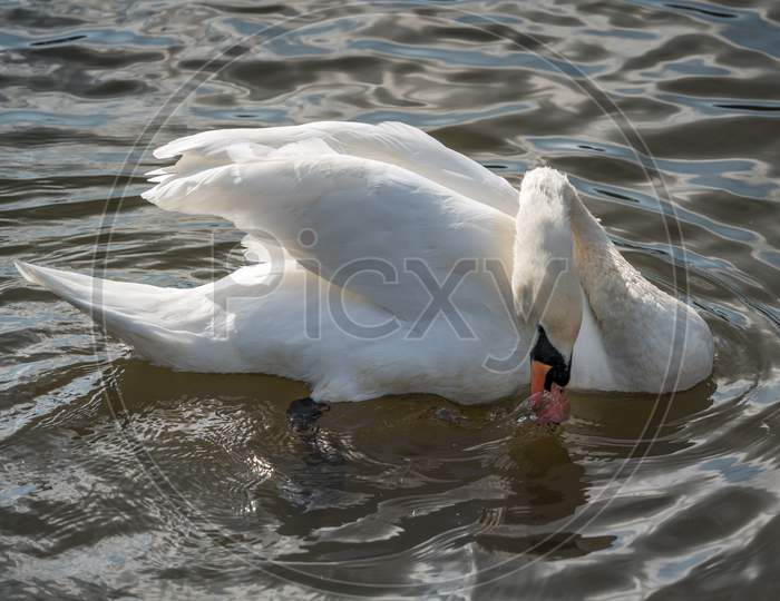 Mute Swan On Tilgate Park Lake In Crawley