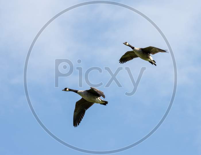 Canada Geese Flying Over Fields Near East Grinstead