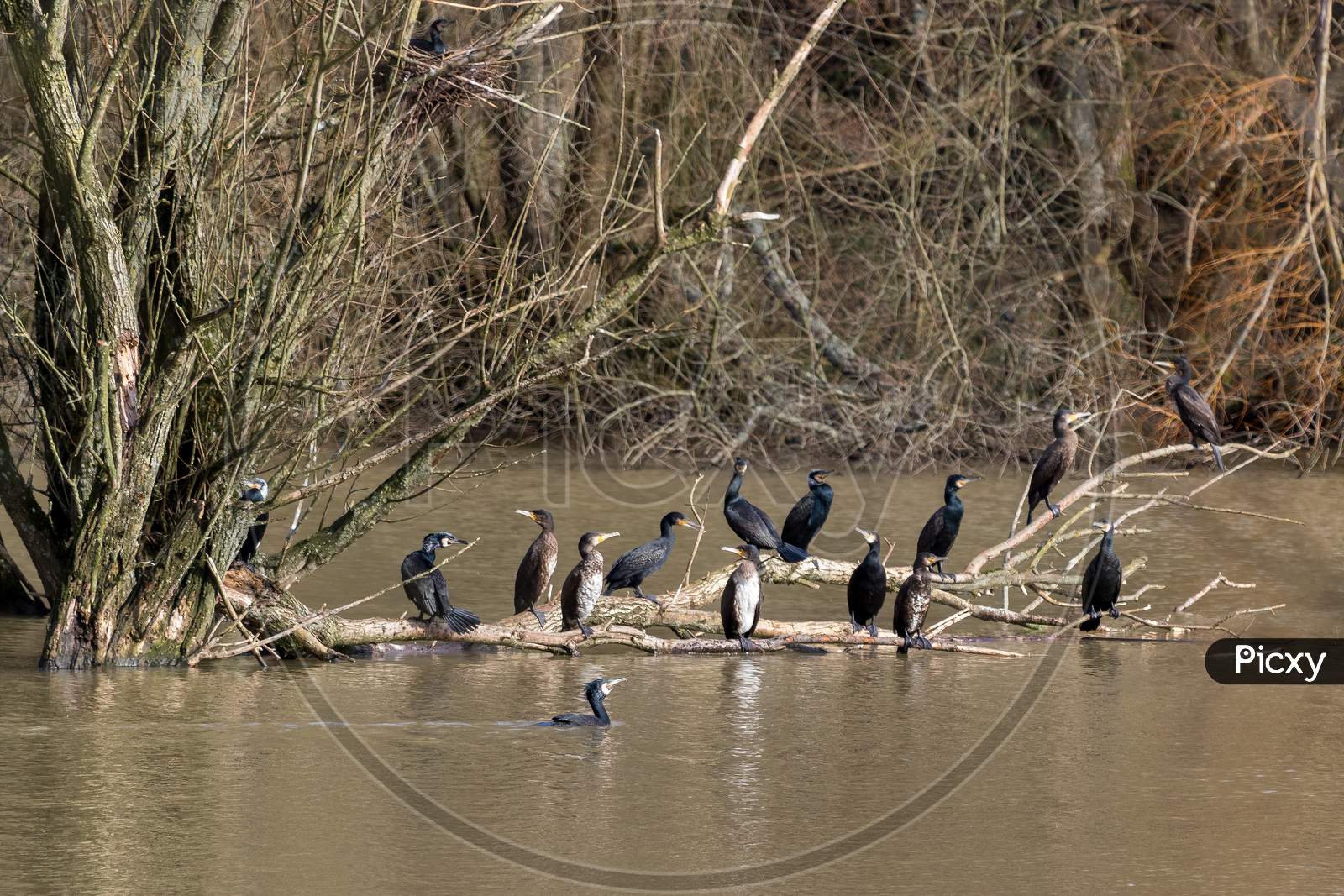 A Group Of Great Cormorants (Phalacrocorax Carbo) Sitting On A Branch At Weir Wood Reservoir