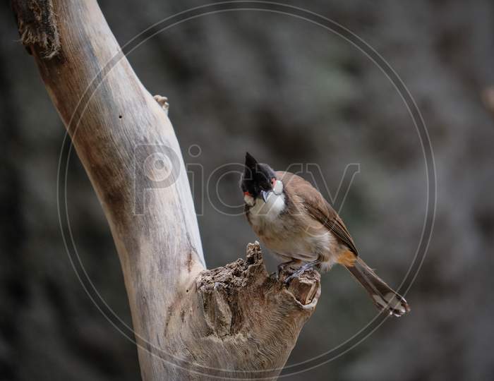 Fuengirola, Andalucia/Spain - July 4 : Red-Whiskered Bulbul (Pycnonotus Jocosus) At The Bioparc In Fuengirola Costa Del Sol Spain On July 4, 2017