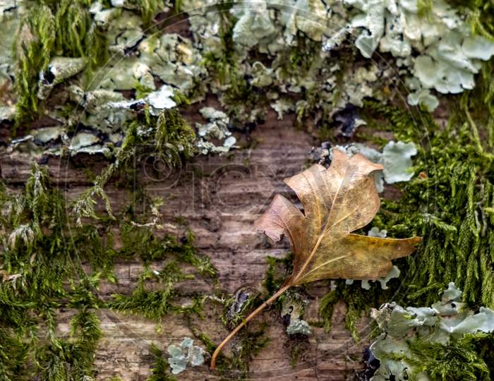 Fallen Leaf Stuck To A Wooden Fence Covered With Moss And Lichen In Autumn
