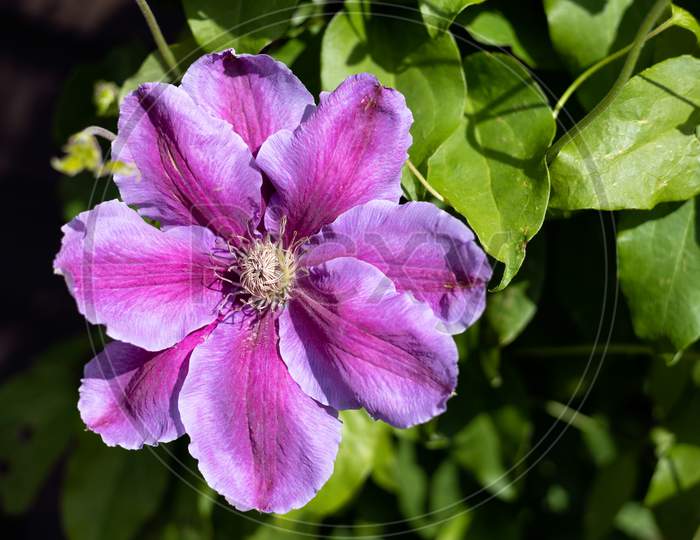 Pink Clematis Blooming In The Spring Sunshine