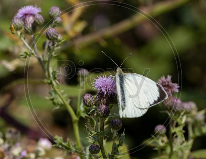 Large White (Pieris Brassicae) Butterfly Feeding On A Thistle