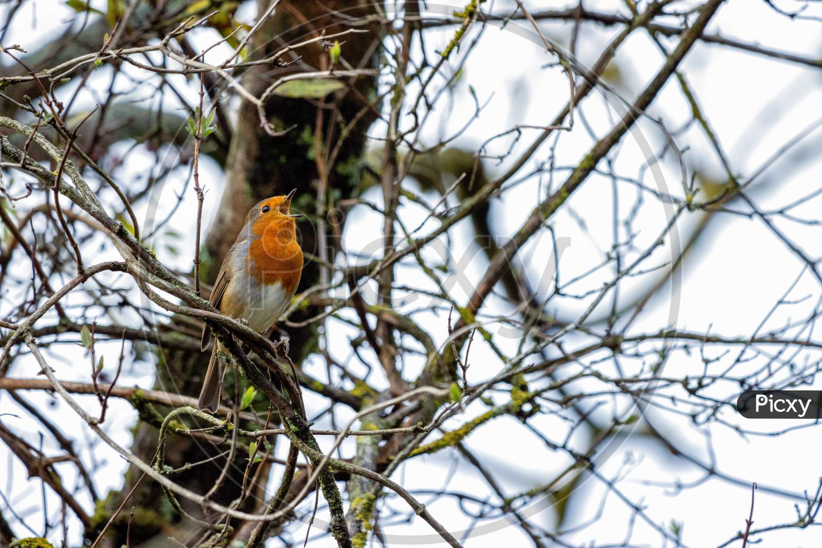Robin Singing In A Tree On An Autumn Day