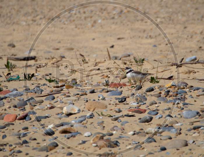 Ringed Plover (Charadrius Hiaticula) At Covehithe In Suffolk